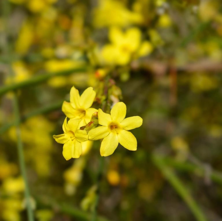 three yelow flowers with a bush in the background