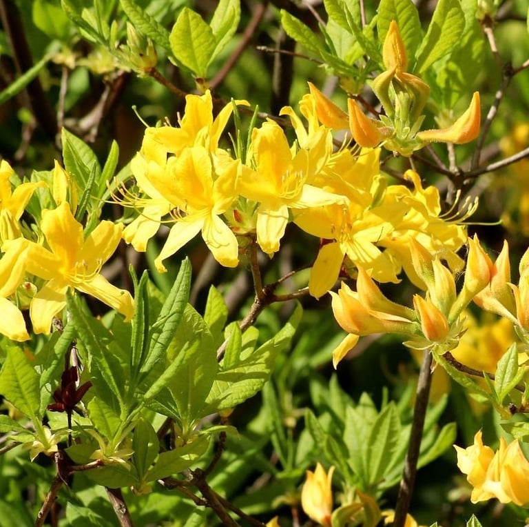 yellow Azlea flowers blooming on a shrub