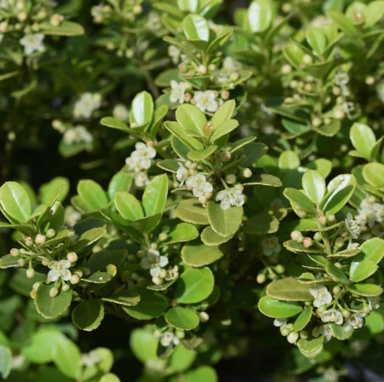 a Japanese Holly bush with leaves and white flowers