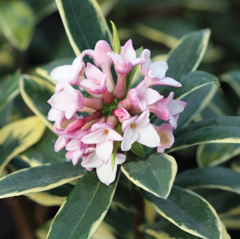 white pink flowers blooming on a slow growing bush