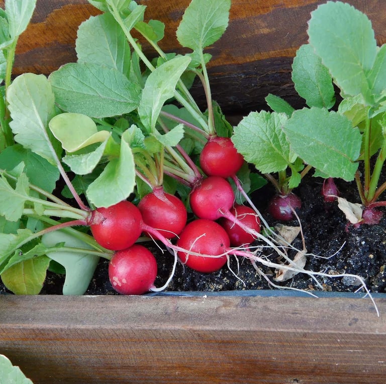 a lot of red radishes growing in a container