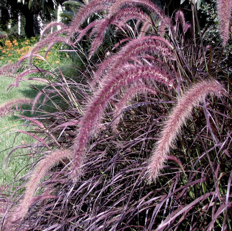 a Purple Fountain Grass plant in full sun