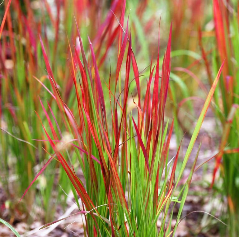 grass stems with a red and green clolor in a garden