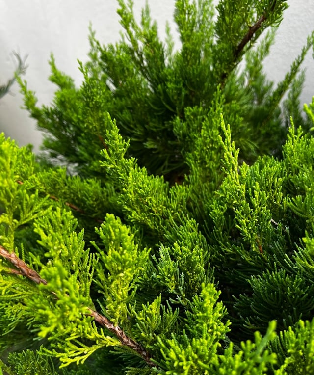 a Noota Cypress bush with a green foilage