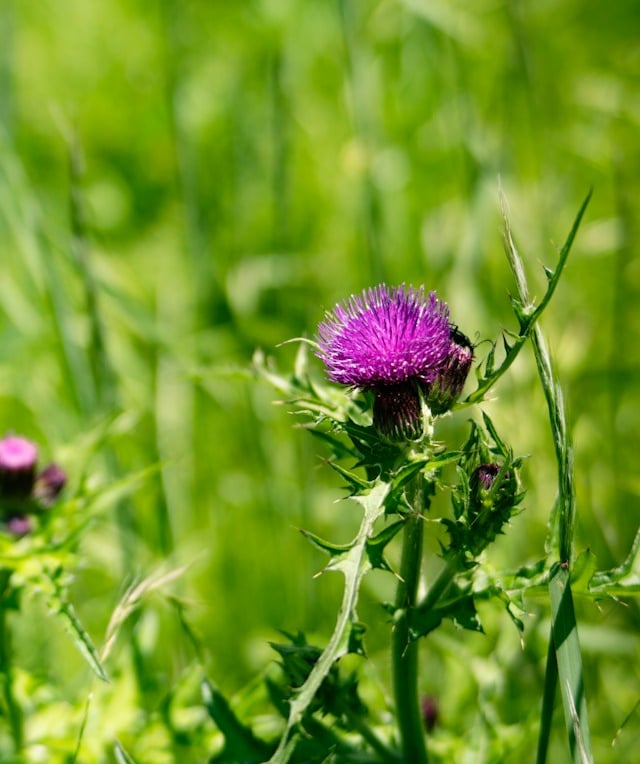 a purple Scotch Thistle in a grassy landscape