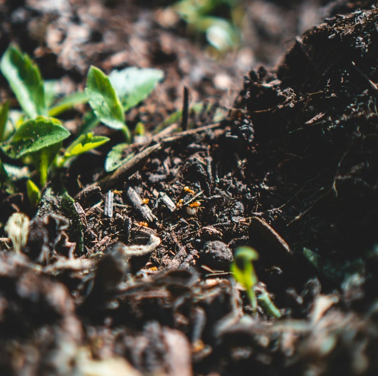 compost benefiting soil
