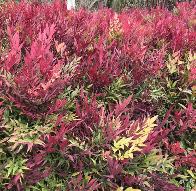 a bunch of Nadina Gulf stream bush leaves