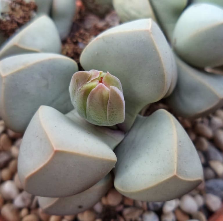 small and gray succulents that are called Karoo Rose