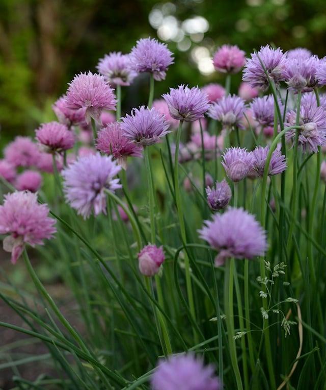 a lawn with flowering Chive plants