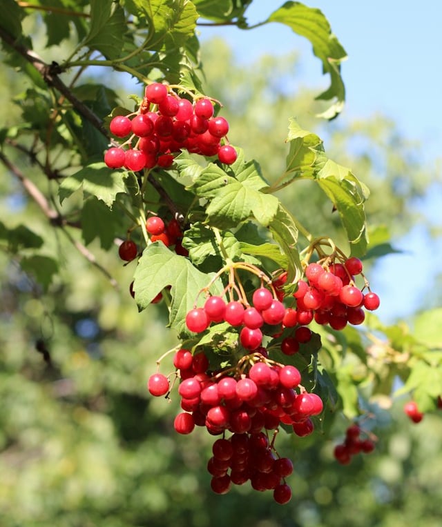 a deer resistant Viburnum privacy bush