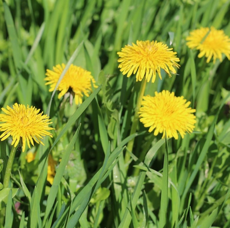 a small Dandelion weed with a yellow flower