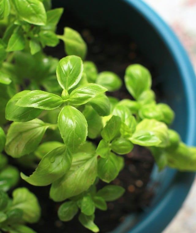 a Basil plnt that has been grown from seed correctly