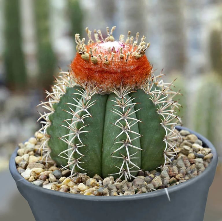 a cactus plant with a red flower and white spines