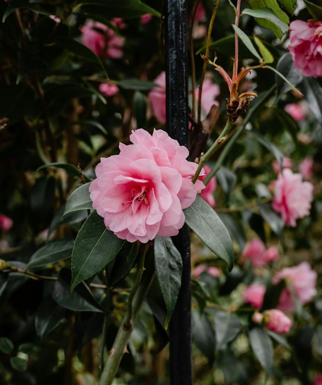 an evergreen Japanese Camellia bush with one coloful flower
