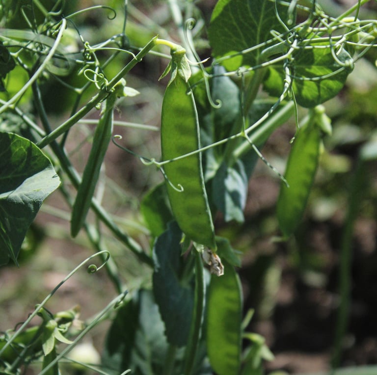 green August Pea plants