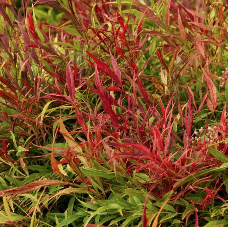 Nandina Sienna Sunrise with long and thin red leaves