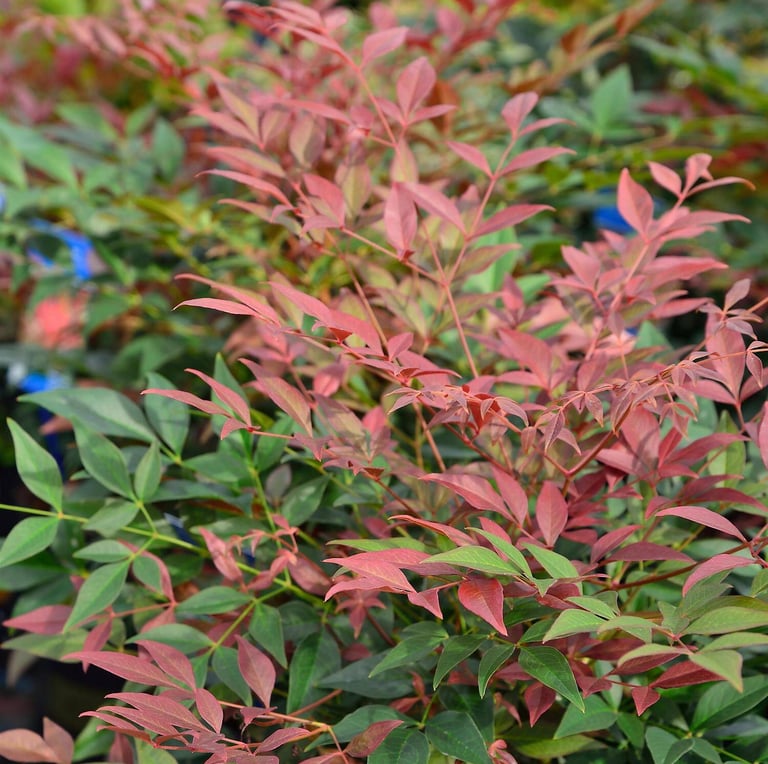 red and green Nandina Domestica leaves