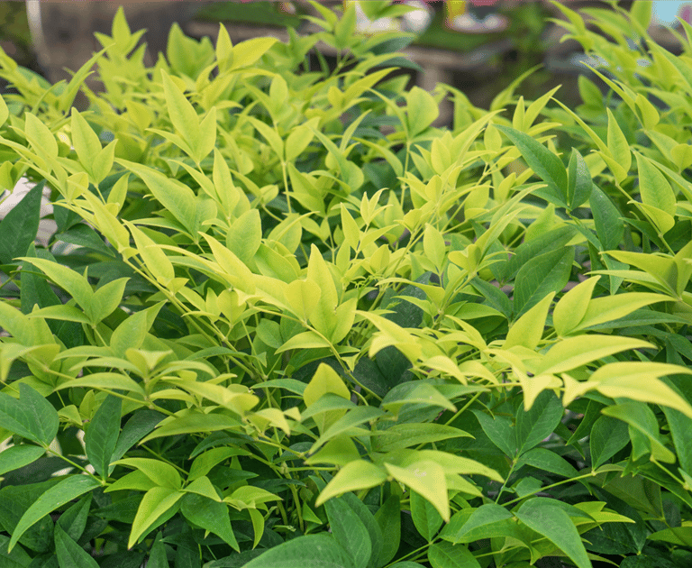 one Nandina bush with yellow-green leaves