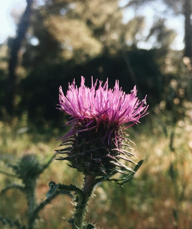 one flowering Musk Thistle with a pink color