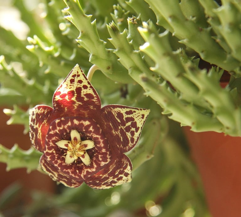 Star Cactus, a small flowering cactus