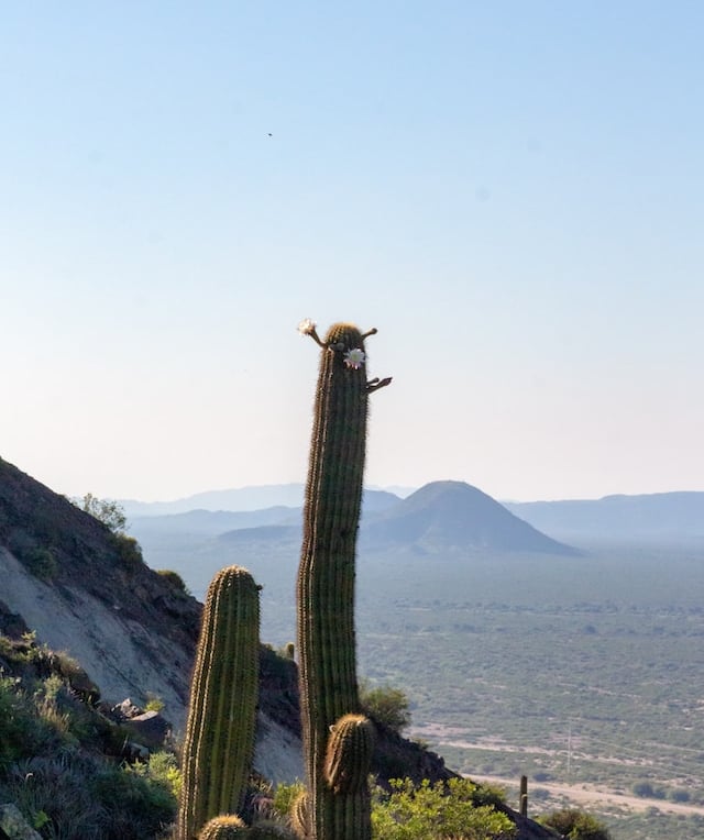 multiple Cardon cacti growing at high atidude