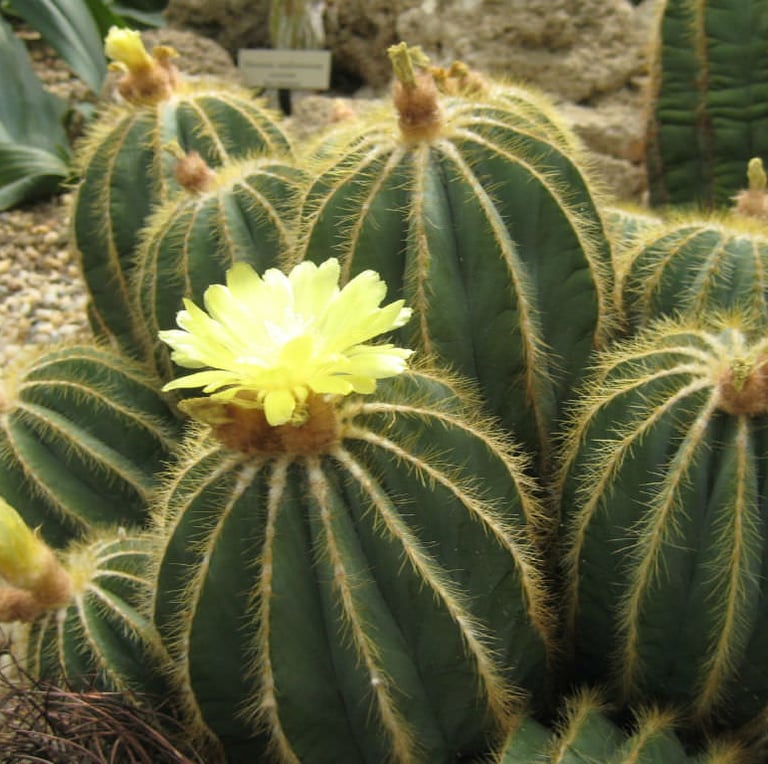 Multiple round cacti with yellow  flowers