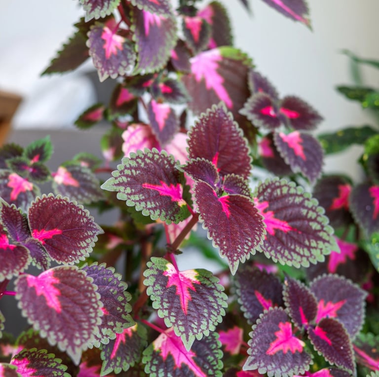 multiple shade plants with colorful leaves