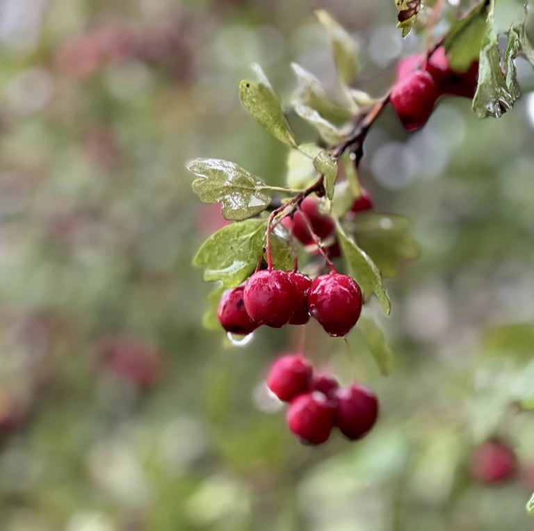 a leafy Crataegus bush  in shade with red berries