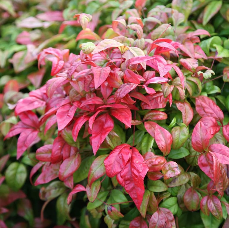 a bright red Nandina bush