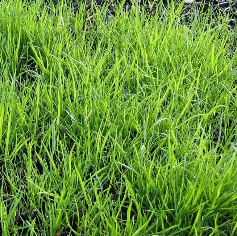 a space full of weeds that look like grass