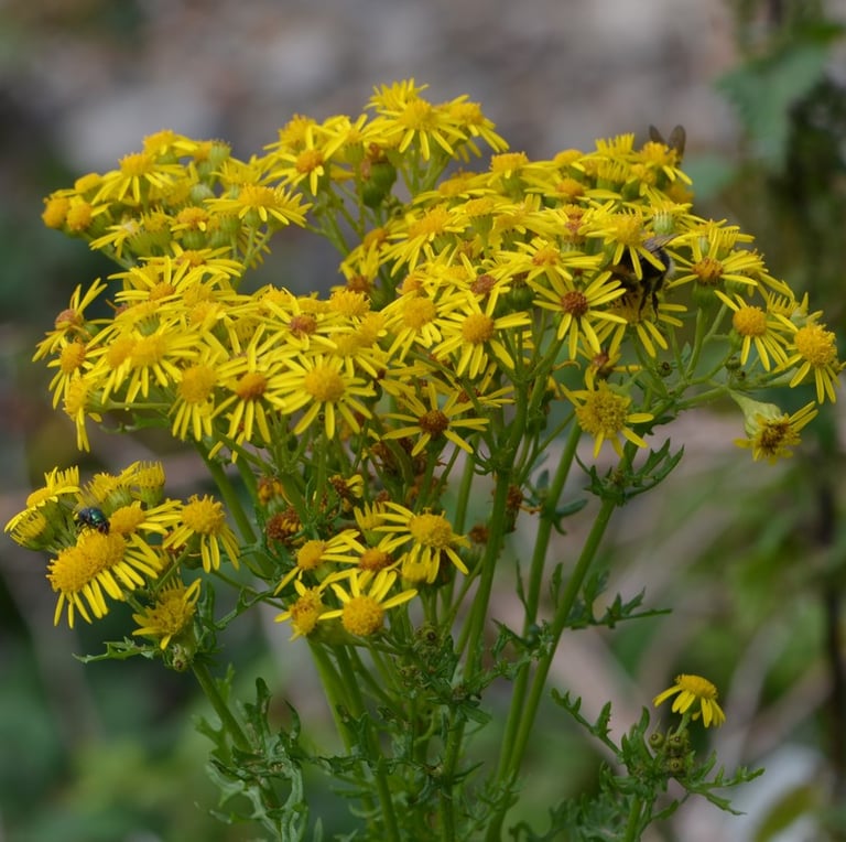Common Ragwort yellow weed flowers