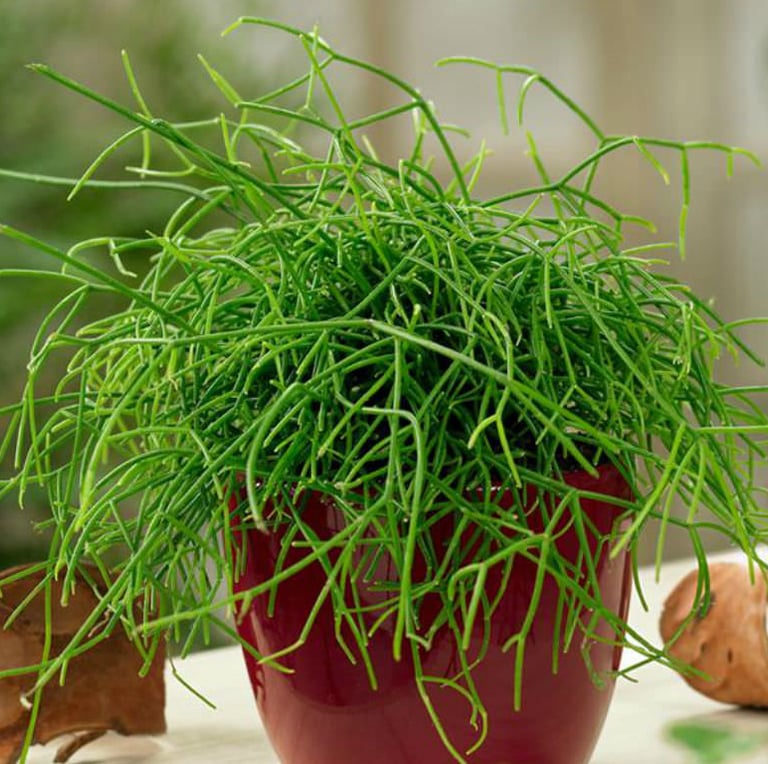 green Mistloe Cactus growing indoors in a pod 