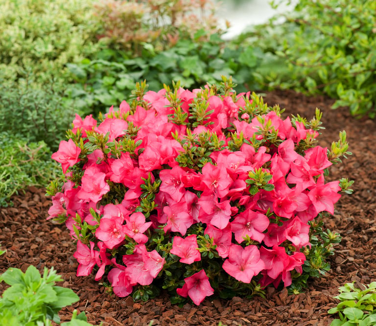 a maintenance-light bush with pink flowers