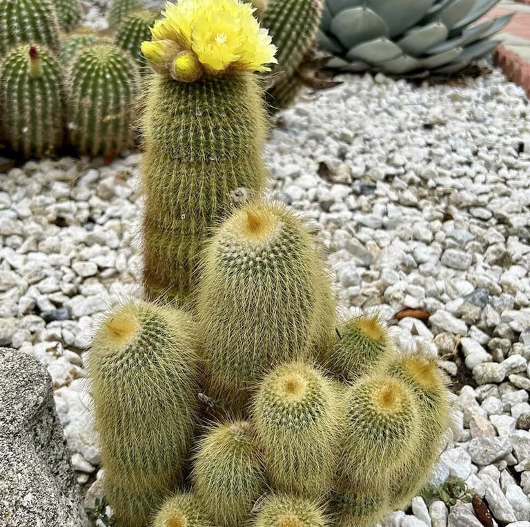 a Lemon Ball cactus plant with a yellow flower in a stony garden