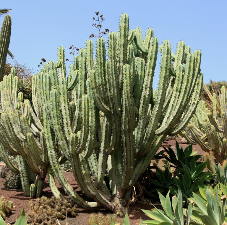 a lot of bush-like and tall Blue Myrtle Cacti in a desert