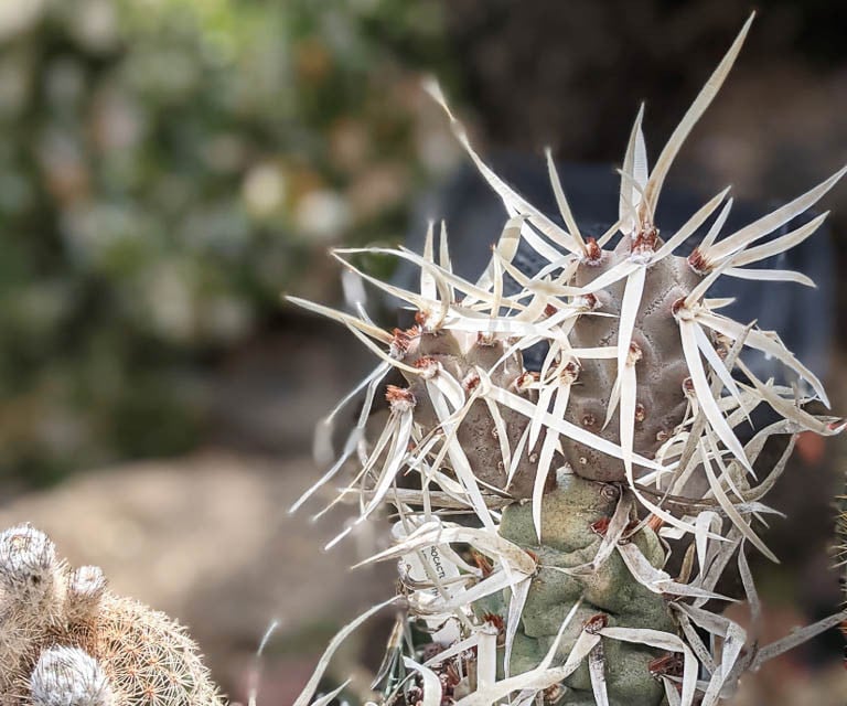a South American Paper Spline cactus