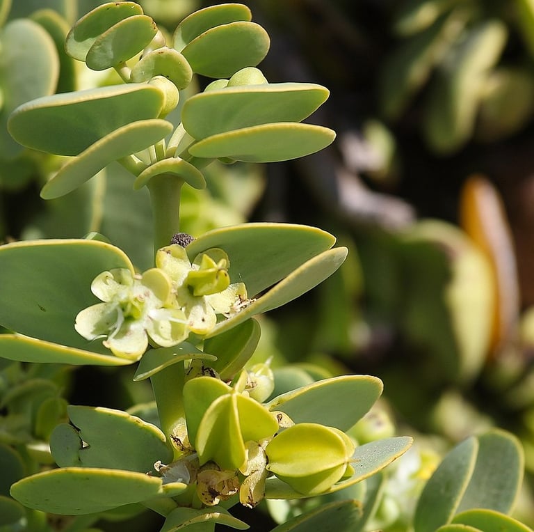 a small african cactus plant with small flowers and green leaves
