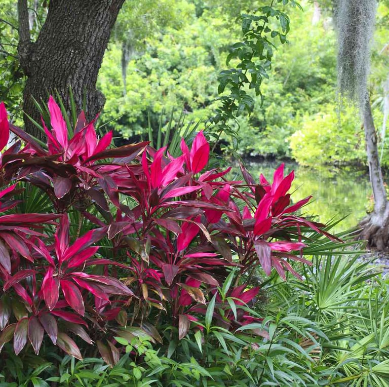 multiple red leaved Ti Plants in a tropical environment