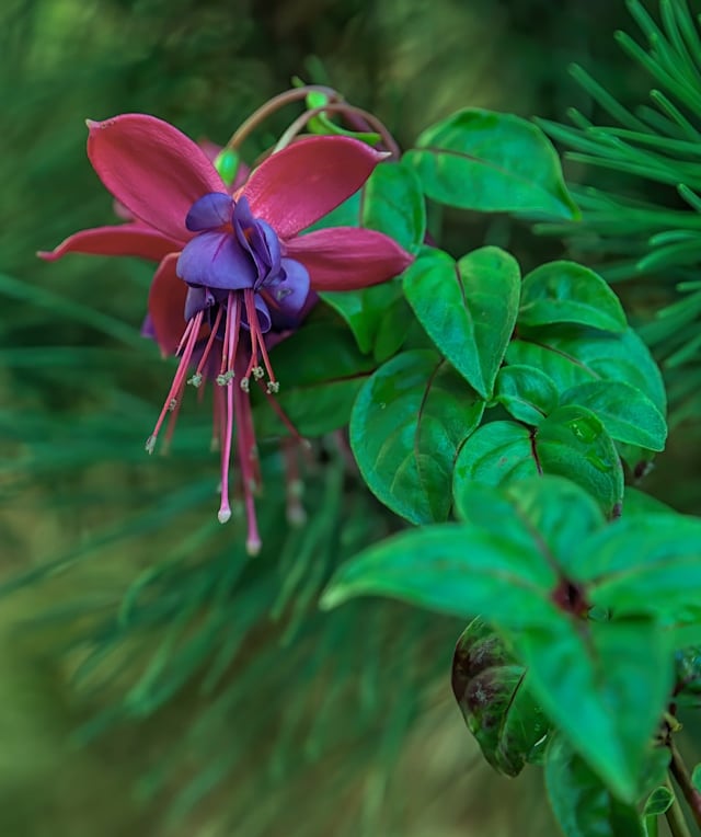 one flowering Upright Fuchsia thriller plant