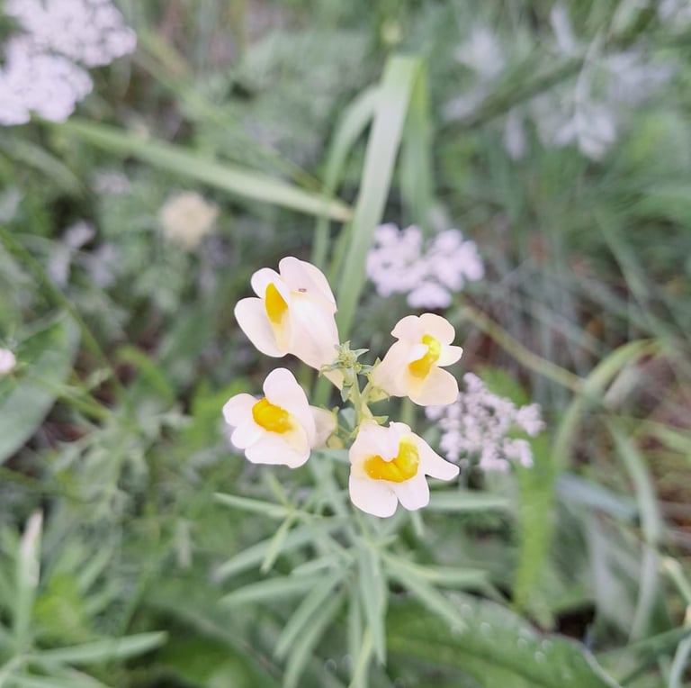 four Chinese blooms named Butter and Eggs