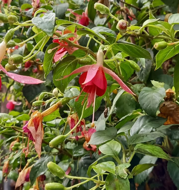 a Fuchsia bush in a hanging basket in shade