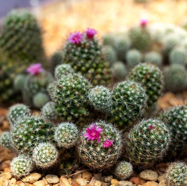 a tiny indoor cactus plant with pink flowers