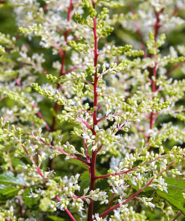 a white flowering Astilbe plant