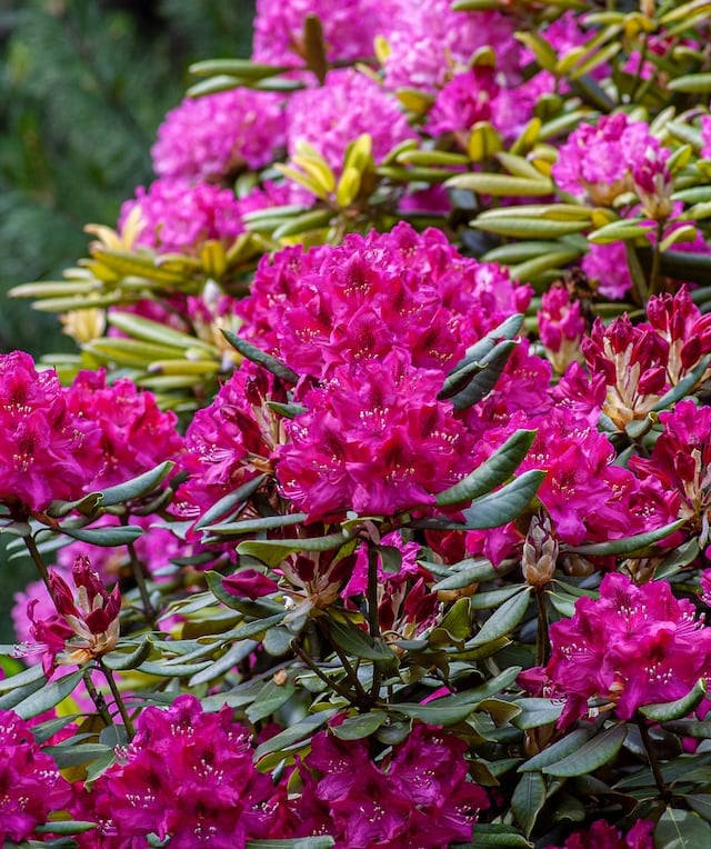 a flowering shade evergreen bush called Rhodendron