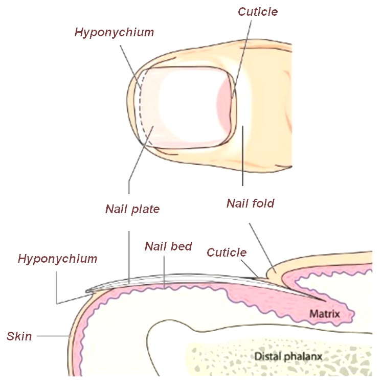 Nail Anatomy
