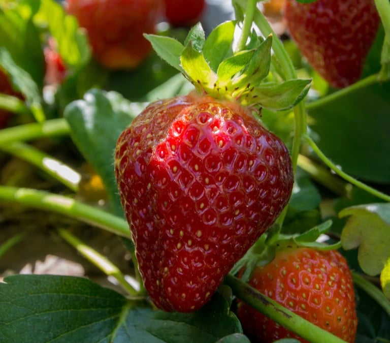 Fresas rojas y maduras en la planta dentro del huerto