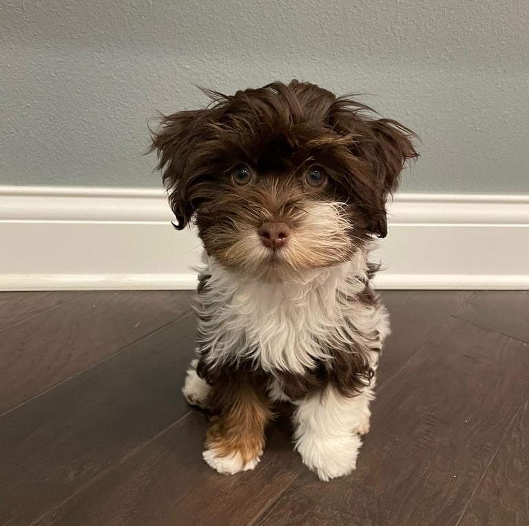 a small Havanese sitting on a hardwood floor