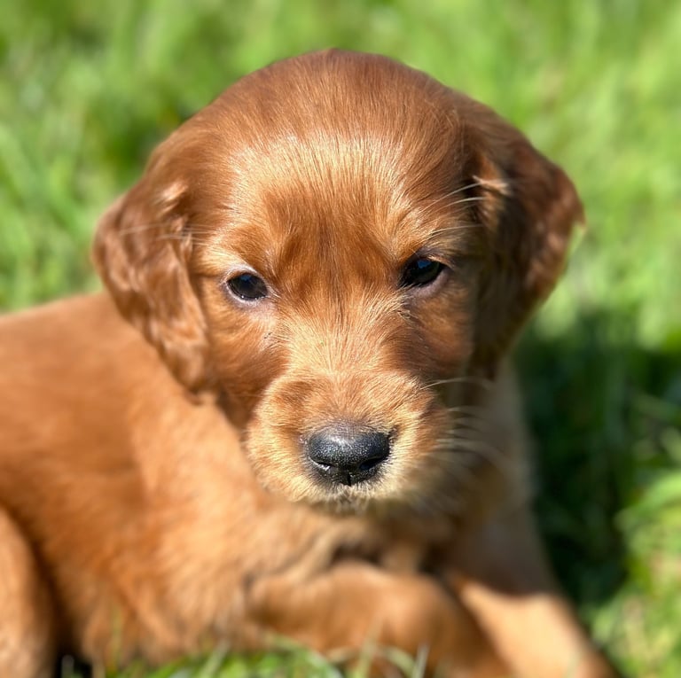 Golden Irish Puppy in the grass