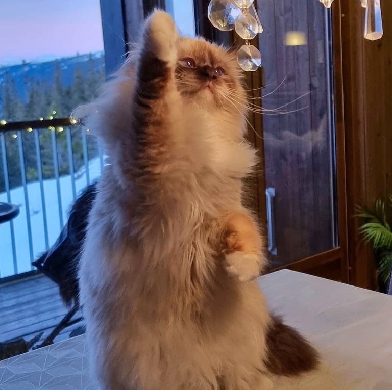 Sjokolademasket Hellig Birma leker