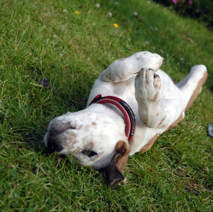 A puppy dog lying on its back on grass